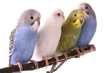 Fototapeta premium ptak