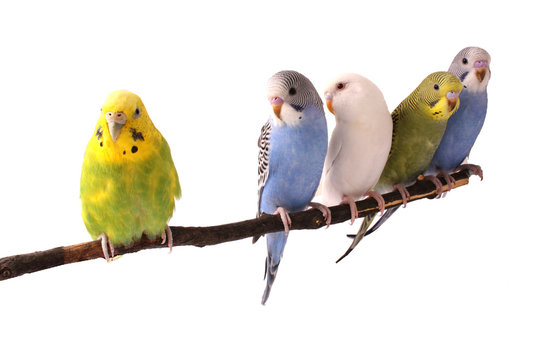 Fototapeta bird