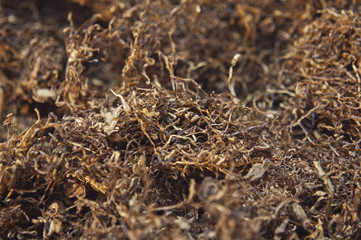 closeup dried tobacco