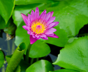lotus flower blossom