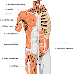 muscle system