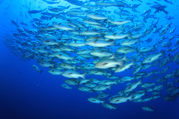 School of Snapper fish
