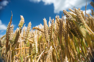 Fototapeta premium Corn growing on a field in summer