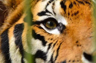 Zelfklevend Fotobehang tiger eye © anankkml