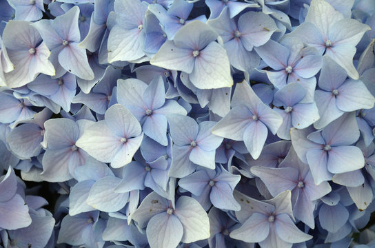 Fototapeta bouquet of pretty blue flowers