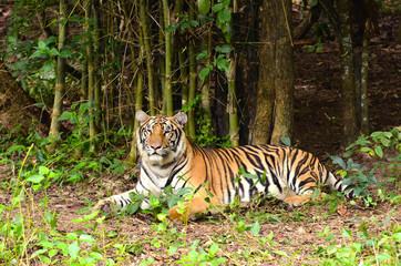 Fototapeta premium bengal tiger