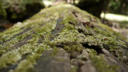 Der australische Regenwald bei Brisbane