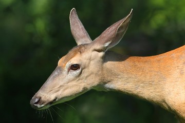 Naklejka premium White-tailed Deer Doe