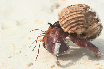 Hermit crab