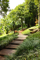 дорога в лес