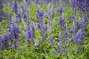 Fototapeta premium Blue Salvia Field