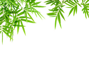 Naklejka premium liście bambusa