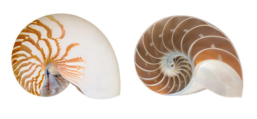 Inside of shell
