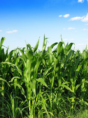 Green field with young corn