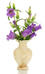 blue bell flowers in vase isolated on white