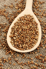 Heap coriander seeds in wooden spoon
