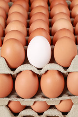 Eier in einer Eierschachtel