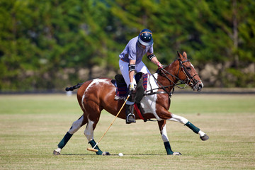 match de polo avec cheval et cavalier