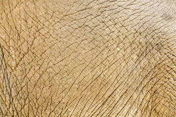elephant skin