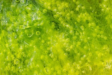 seaweed background © Stéphane Bidouze