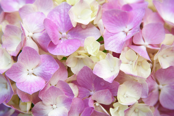 pink hydrangea