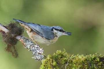 Eurasian Nuthatch (Sitta europaea)
