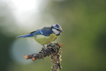 Blue Tit (Cyanistes caeruleus)
