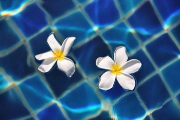 Frangipani flowers in the swimming pool
