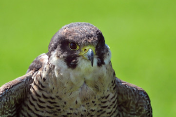 Close up of peregrine falcon