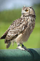 eagle-owl resting