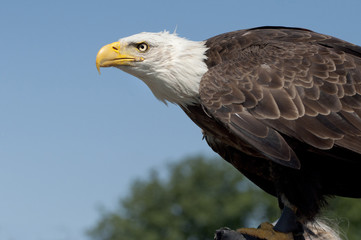 American bald eagle against a blue sky