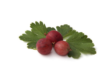 groseilles à maquereau