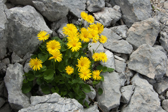 Fototapeta Yelow flowers