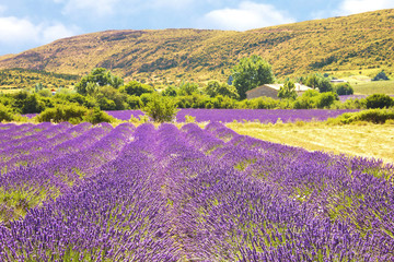 Lavender in Provence