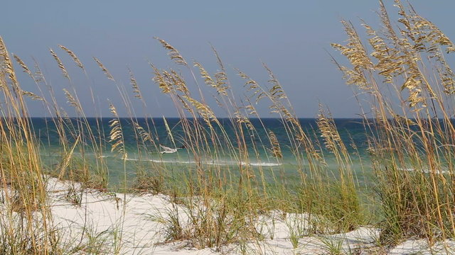 Beach Sea Oats Seagulls