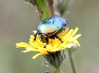 Rosenkäfer auf Blüte