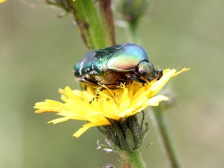Rosenkäfer auf Blüte