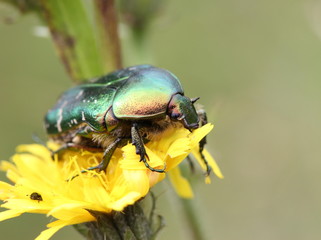 Rosenkäfer auf Blüte