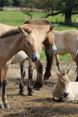 Fototapeta premium Przewalskipferde mit Fohlen 
