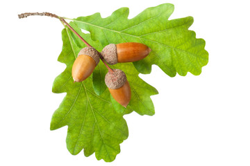 Oak twig with leaves and acorns