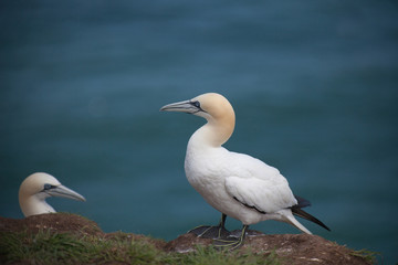Northern gannets above Bempton Cliffs RSPB reserve