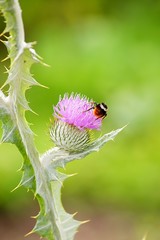 Eselsdistel (Onopordum acanthium)