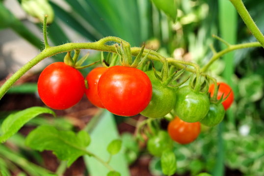 Growing Cherry Tomatoes
