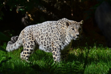 Obraz premium panthère des neiges