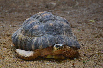Obraz premium tortue radiée