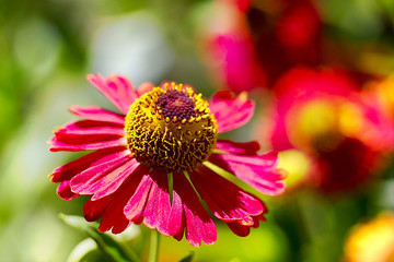 Flower design.With copy-space