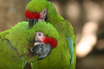 COKATIELS IN LOVE