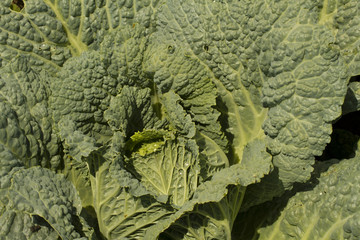 Kale closeup