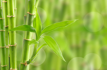 Fototapeta na wymiar bambus