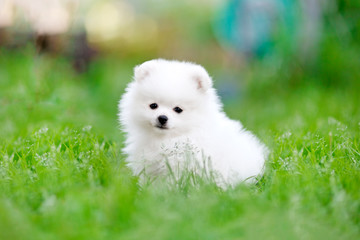 White pomeranian spitz puppy sitting in the grass - obrazy, fototapety, plakaty